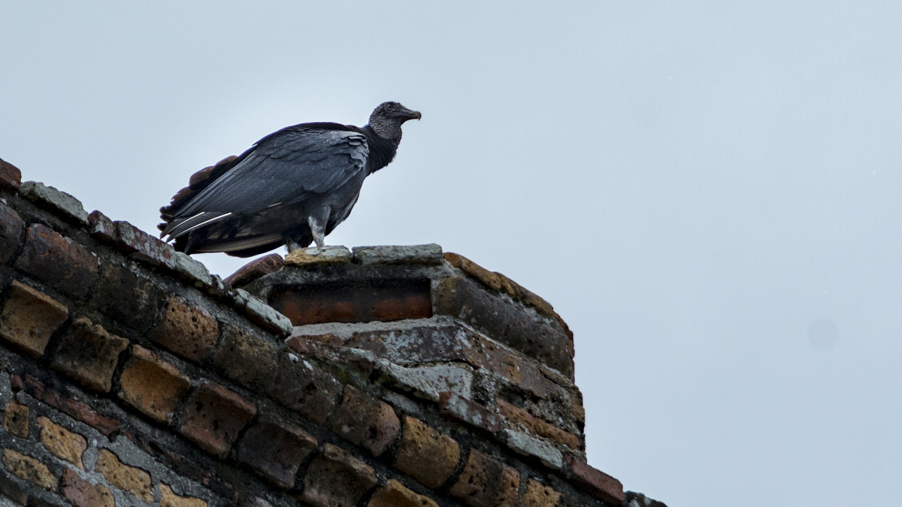 20171231 018 4393  , Ancon, Panama, Panama